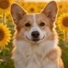 create AI dancing video from a corgi photo