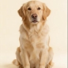 animate a golden retriever into a dancing dog video