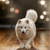 turn a white samoyed into dog dancing animation