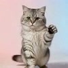 use dancing cats video of a gray tabby cat
