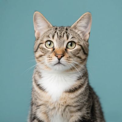 generate singing cat videos with lip sync