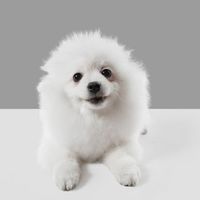 create a talking pets AI video with the dog speaking lively