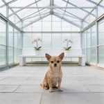Set Chihuahua sample in a minimal bright greenhouse