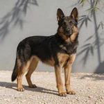 Present German Shepherd sample on gravel before a gray wall with bamboo shadow
