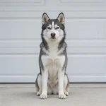 Feature a Husky sample sitting before a light gray garage door
