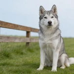 Display a Husky sample sitting beside a rustic wooden fence on lawn