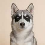 Show a Husky closeup sample on a soft beige backdrop