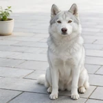 Feature a Husky sample sitting on a pale stone patio with planter