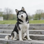 Feature a Husky sample sitting on park stone steps