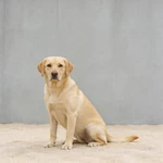 Show Labrador Retriever sample before a wide cool gray concrete wall