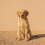 Present Labrador Retriever sample on fine gravel in front of a single buff wall