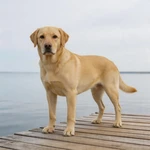Show Labrador Retriever sample on a small empty wooden dock over still water