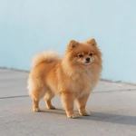 Show a Pomeranian sample standing by a pastel blue wall on a sidewalk