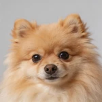 Show a Pomeranian closeup sample on a light gray backdrop