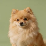 Display a Pomeranian closeup sample on a muted green backdrop
