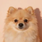Present a Pomeranian closeup sample on a pale peach wall