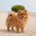 Present a Pomeranian sample standing in a bright room corner