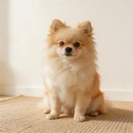 Display a Pomeranian sample sitting on a beige rug indoors