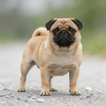 Set a Pug sample standing on a quiet bark mulch garden path